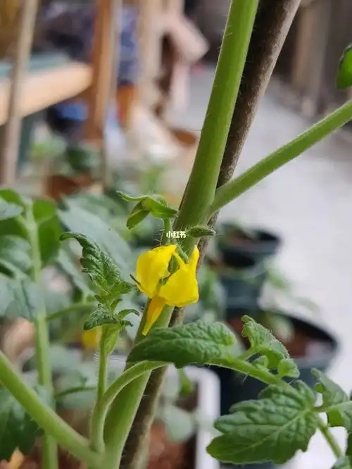 大神帮忙看看,花花掉了,不知道有没有授粉成功#番茄授粉  #阳台番茄