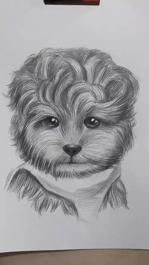 简单易学的素描动物泰迪画法-度小视