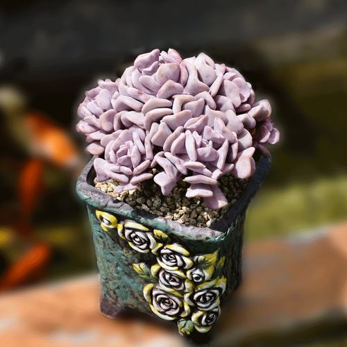 雪精灵精品货多植物稀有品种老桩肉肉花大颗养大多肉植物