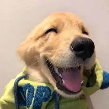 一期憨憨的动物头像啦