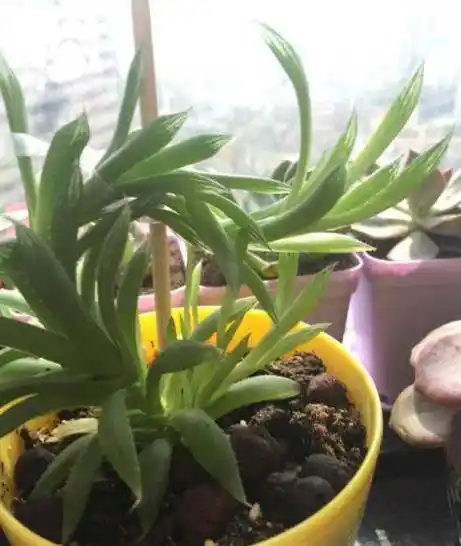 那是因为所有玉露里面它和萨比塔可真的是一不小心就徒长一不小心就