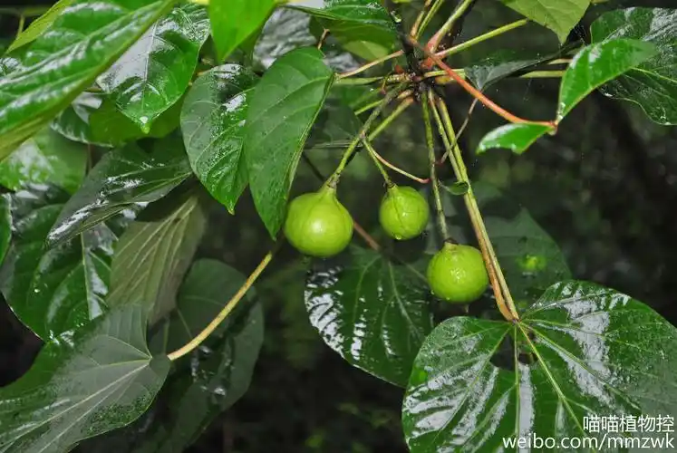 中国的油桐树更为反法西斯战争的最后胜利立下了不朽的功勋