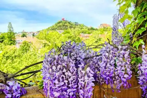 青岛最美紫藤花海 浪漫梦幻如紫色瀑布