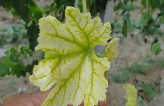 同时葡萄裂果有以下几种情况:生长季节氮肥施用过量,会在果柄和果肩部