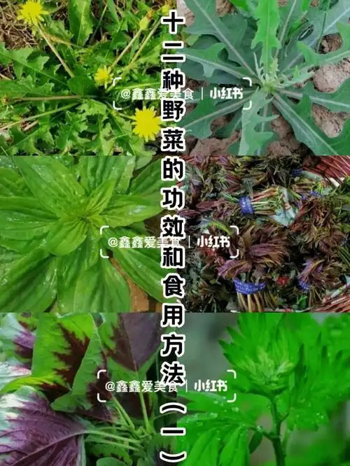 十二种野菜的功效和食用方法一健康养生
