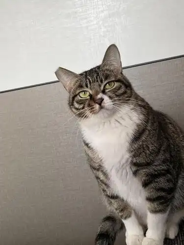 胖到发腮的狸花妹妹