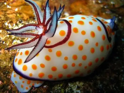 【生灵】裸鳃亚目软体动物,蜗牛的亲戚,大自然的调色板!