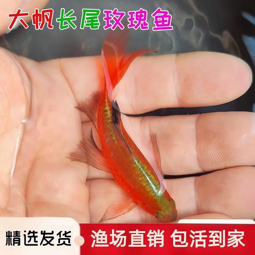 大帆玫瑰鲫活体鱼长尾热带观赏鱼淡水冷水草金鱼小型鱼苗好养耐活