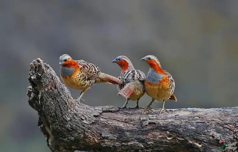 竹鸡祝贺佳作荣获首页精华