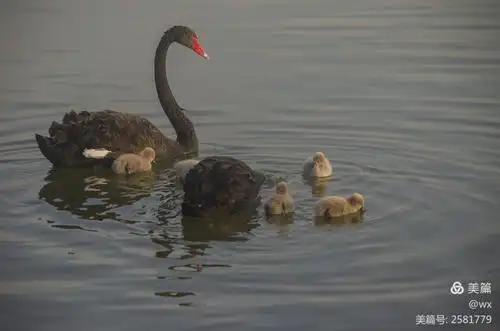 水上公园里的黑天鹅等