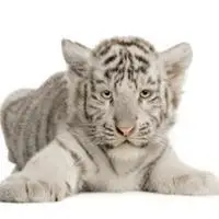 猛兽白老虎头像图片霸气_微信头像图片大全