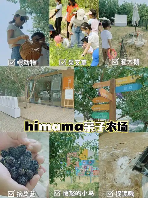 北京遛娃我在himama农场实现桑葚自由