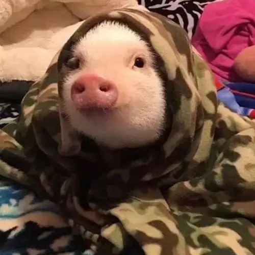 可爱萌货-猪猪头像