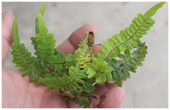 农村一种野草叫蜈蚣草以前人们当柴烧如今城里卖20元一斤