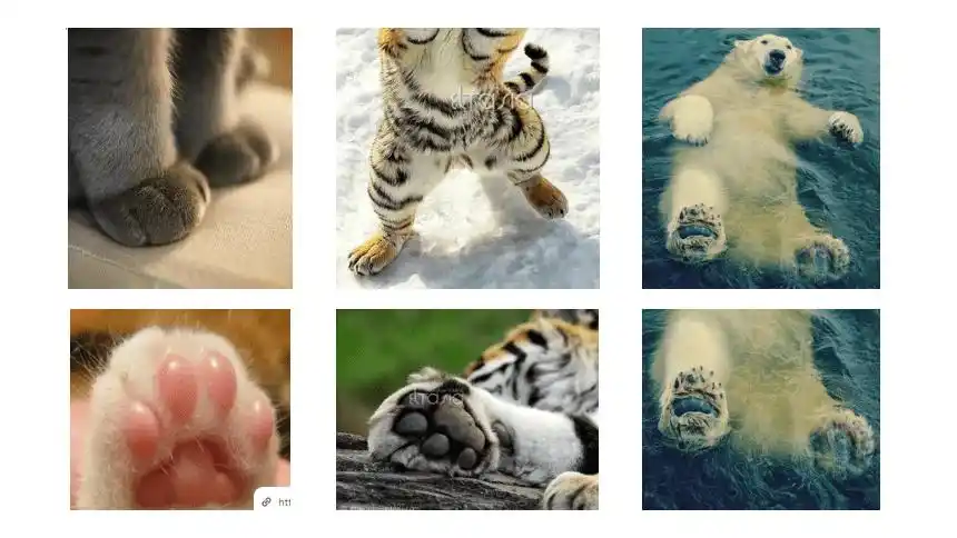 能干的脚动物的脚课件美术六年级下册共19张ppt