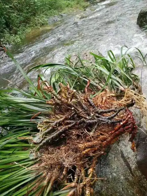 石菖蒲「精选大条饱满300斤」精品石菖蒲野生石菖蒲