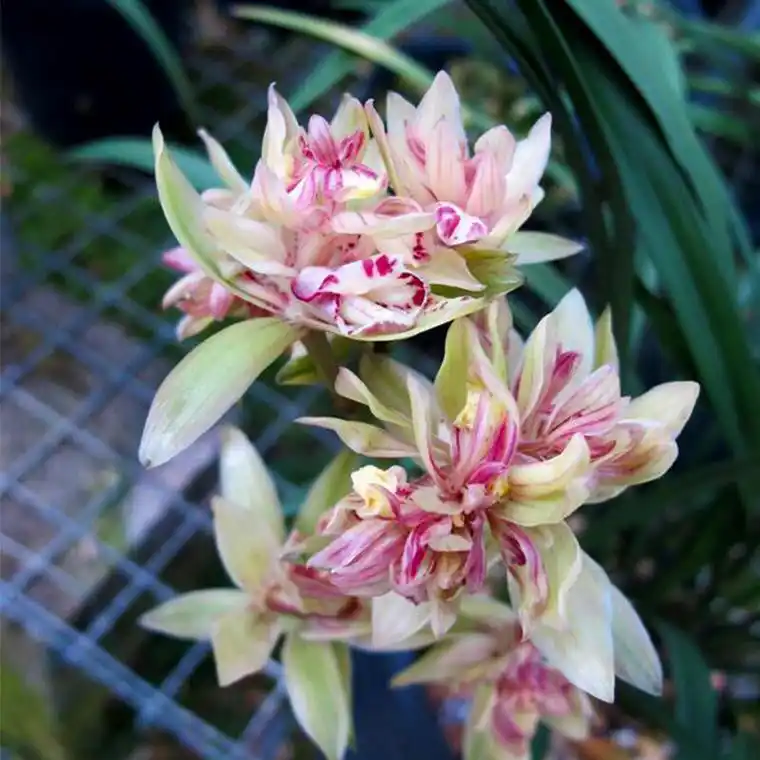 定制富山奇蝶兰花苗盆栽植物名贵特香浓香室内建兰四季兰草七彩神童3