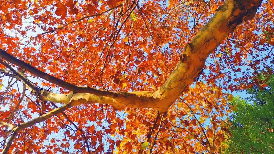 阳光下的梧桐树