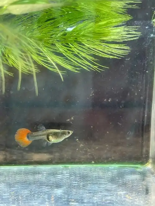 求助万能的红薯94宝宝们,我家孔雀鱼要生了吗9595