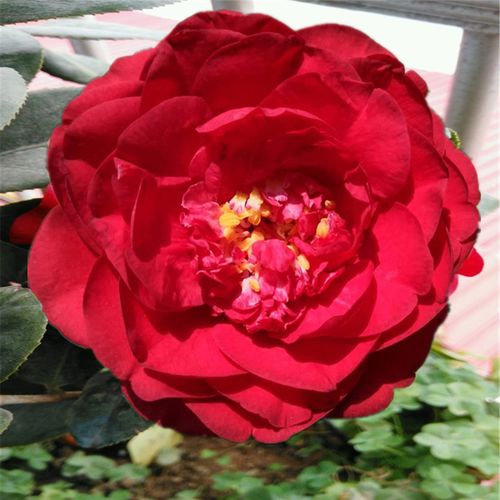 瀑布山茶花进口名贵品种牡丹红色球形巨型小托时令草本花卉