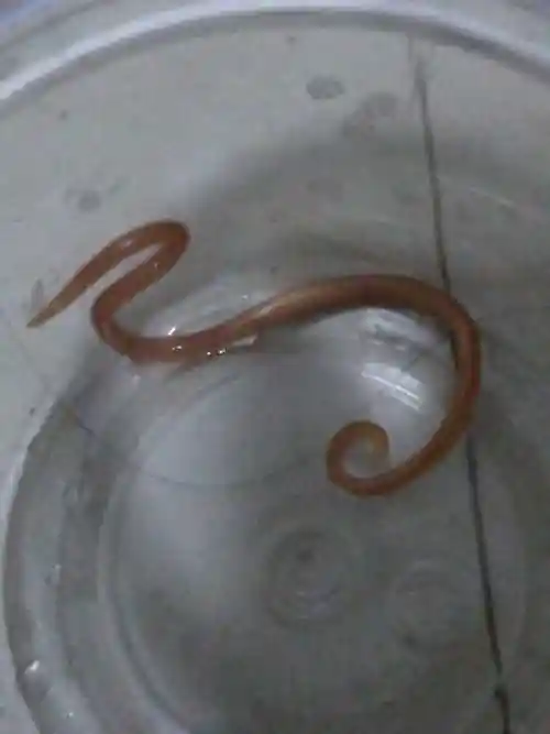 吓到我了,虫从我崽嘴里吐出来