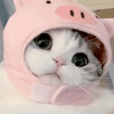 网红猫咪泡芙表情包