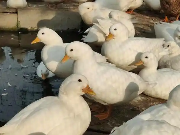 柯尔鸭是一种非常可爱的家鸭品种,原产于荷兰,是人们为了打猎而培育