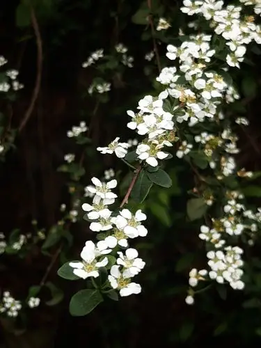 单瓣李叶绣线菊