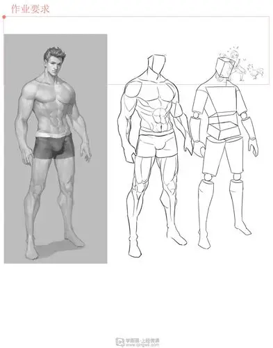 动漫插画之男性人体肌肉解析