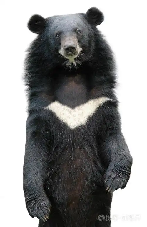 亚洲黑熊