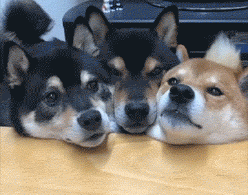 中间的狗狗一脸生无可恋……▲ 什么骚操作,咋还飞起来了呢▲ 前方