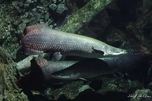 成年人也打不过的史前巨鱼!