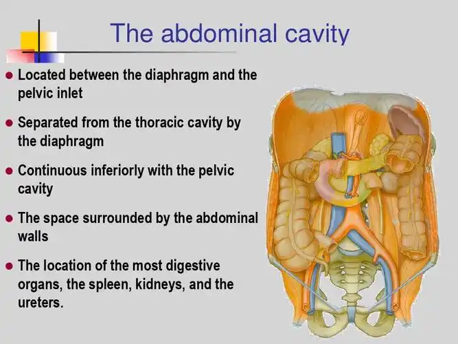 局部解剖学-腹腔the abdominal cavity 英文课件