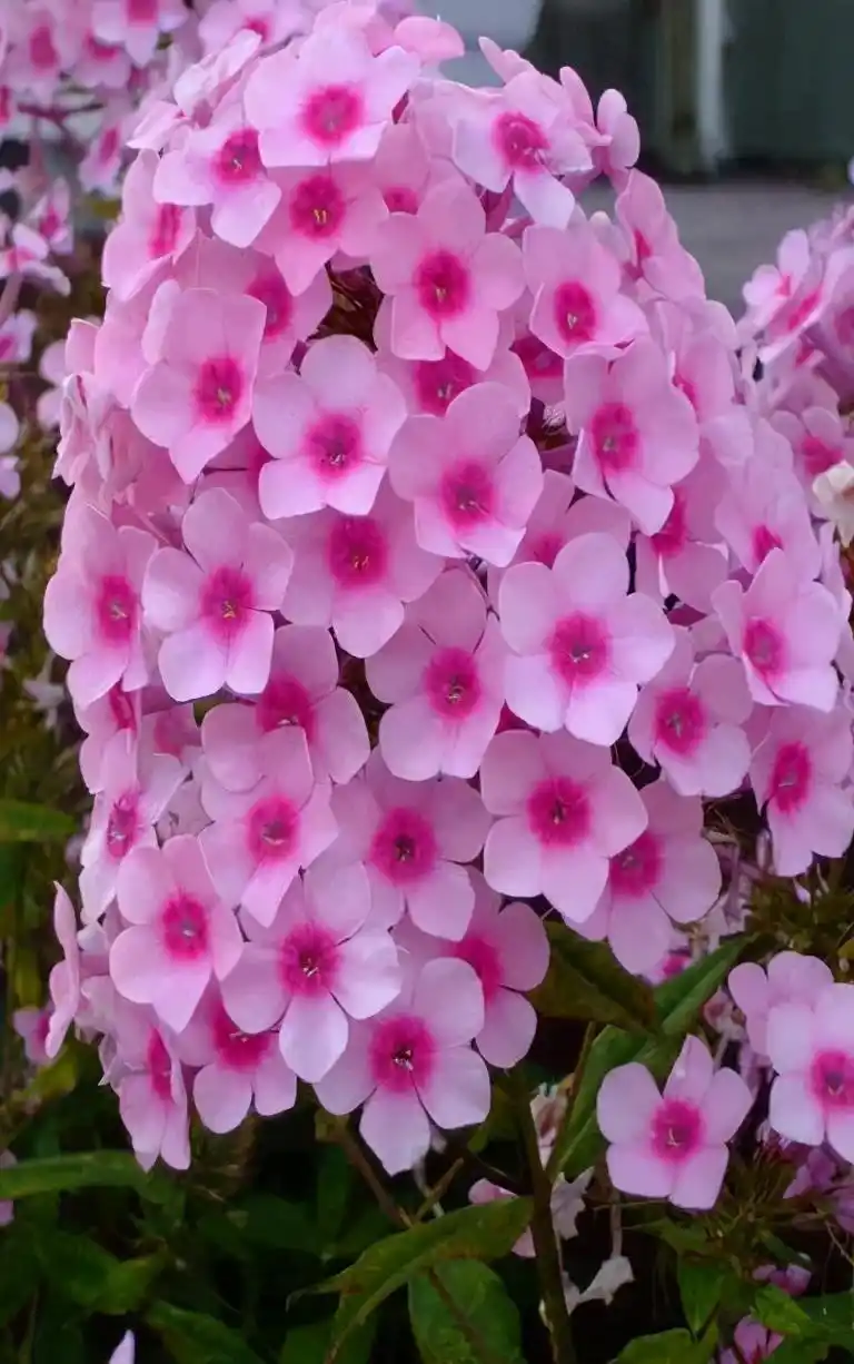 全球最美的花儿,你看过见过?