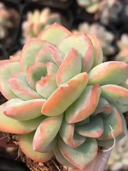 冠幅6cm的双头奶油泡芙35一颗快来嗷