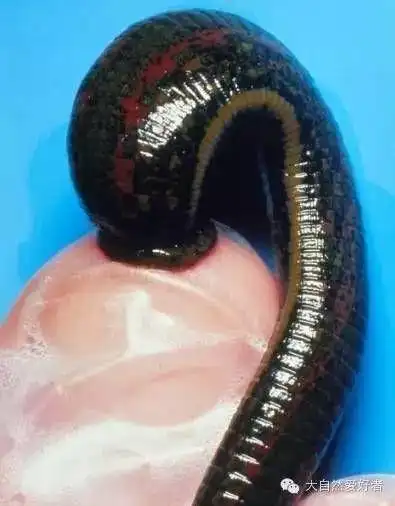 蚂蝗吸血蚂蝗吃什么