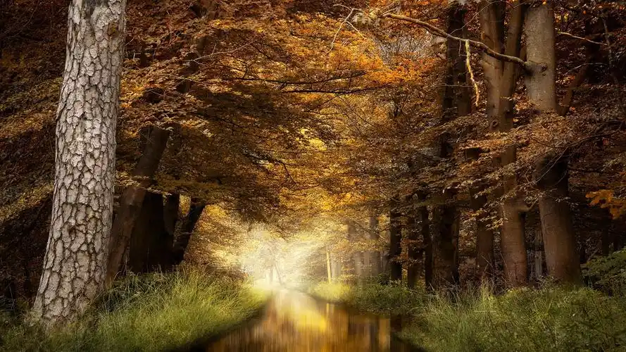 清新唯美秋季森林风景桌面壁纸