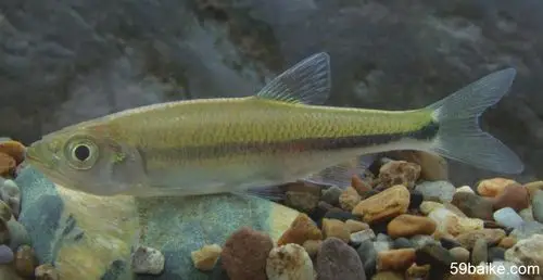 异鱲- 淡水鱼百科