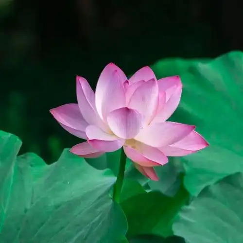 修改字体颜色一张超好看的微信头像就做好啦~快来