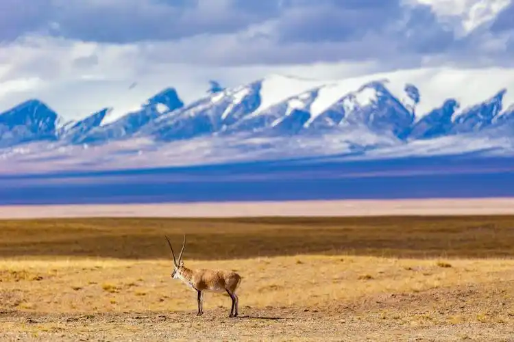 可可西里旅游安全可可西里景区景点可可西里自助游需要带什么可可西里