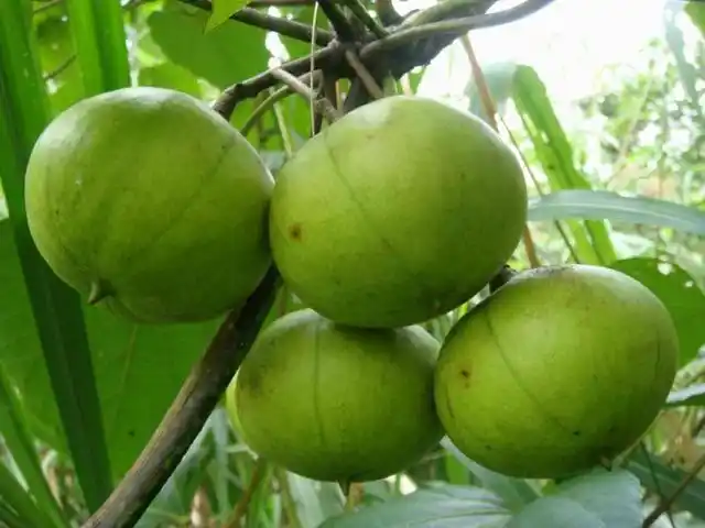 看着十分诱人的果实,但在野外遇见了一定不要吃