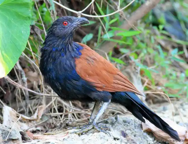 一路狂奔——红翅鸦鹃 - 广西版 guangxi 鸟网