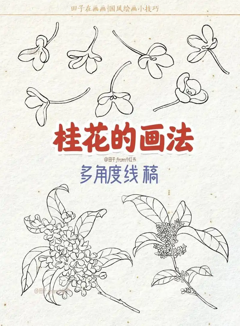 桂花的画法 | 多角度线稿 | 零基础绘画教程 中秋节的元素里,可少不了