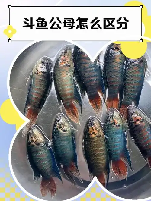 斗鱼公母区分方法