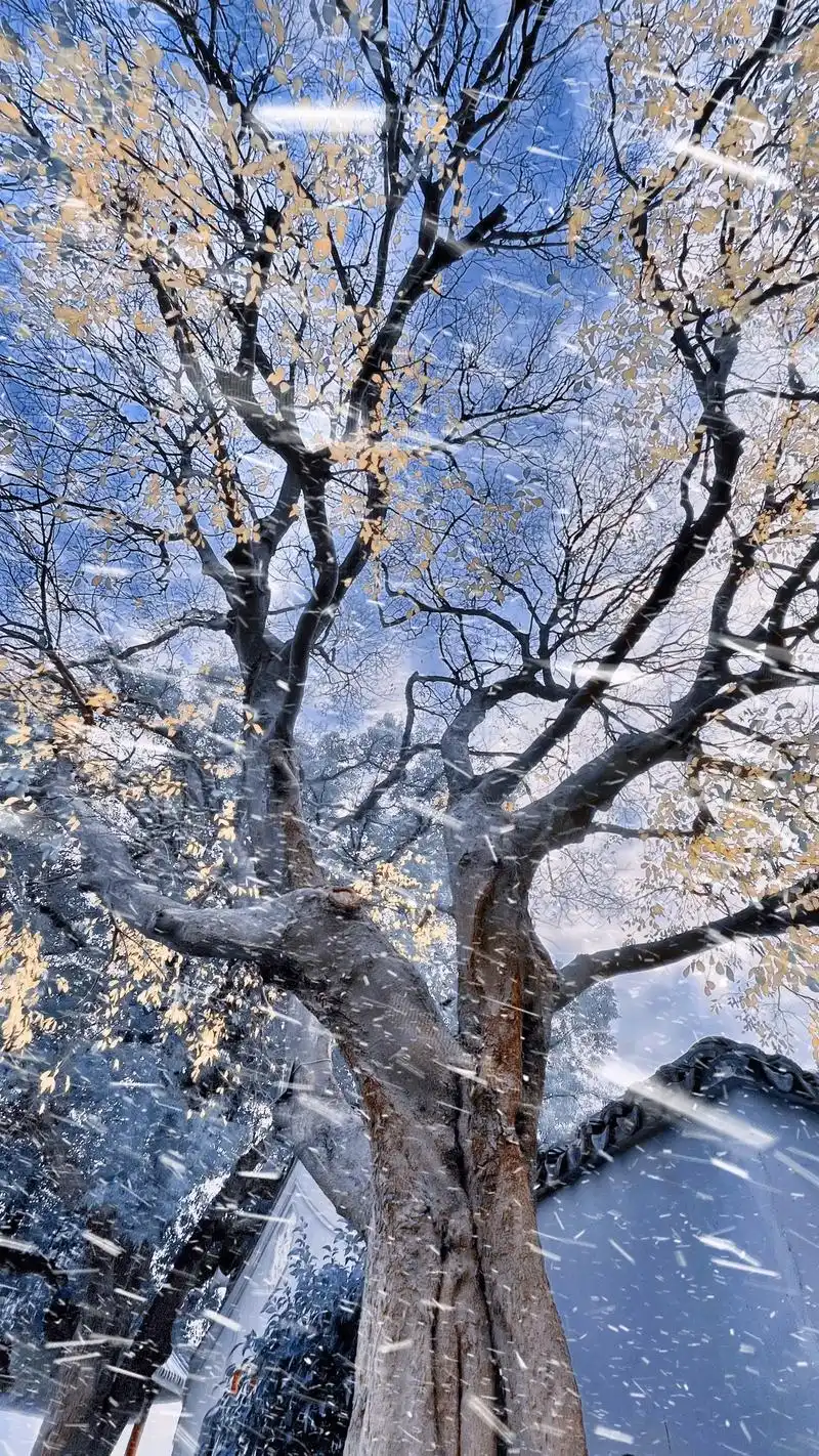 是不是只有我一个南方人在盼下雪