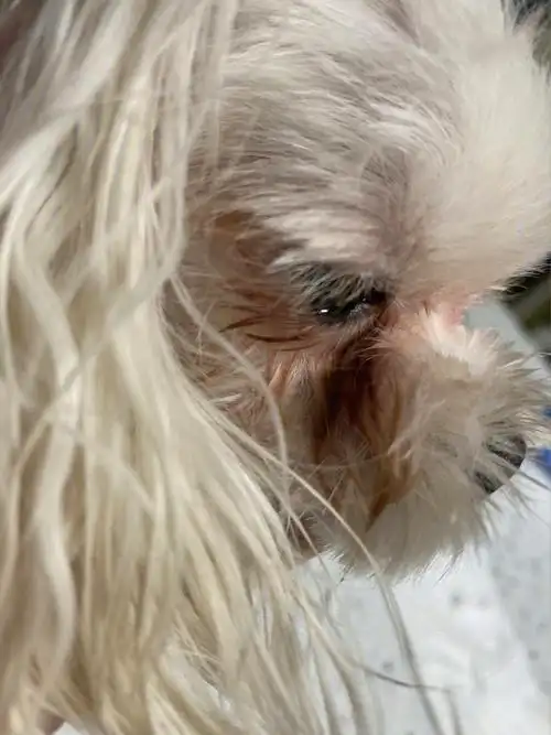 马尔济斯泪痕大作战