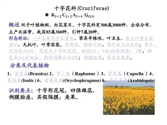 cruciferae.十字花科ppt