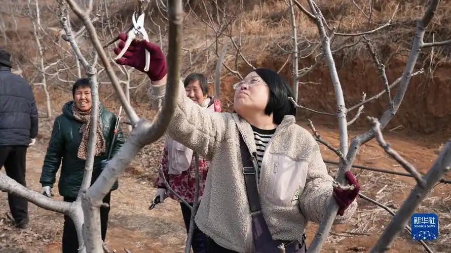 刘素云指导山区群众修剪核桃树.新华社记者杜一方 摄