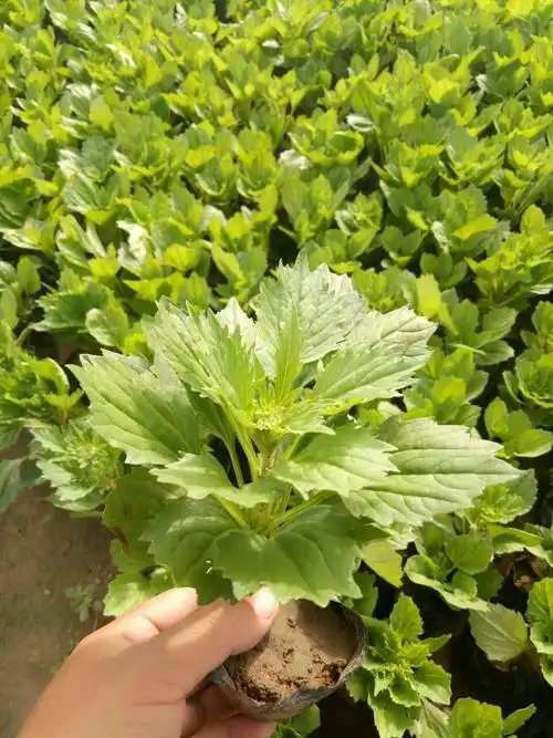 翠菊青州花卉基地批发时令草花翠菊翠菊价格