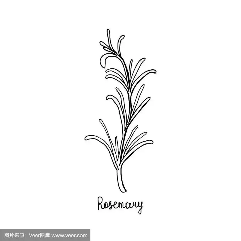 迷迭香.矢量图是手工绘制的.涂鸦风格